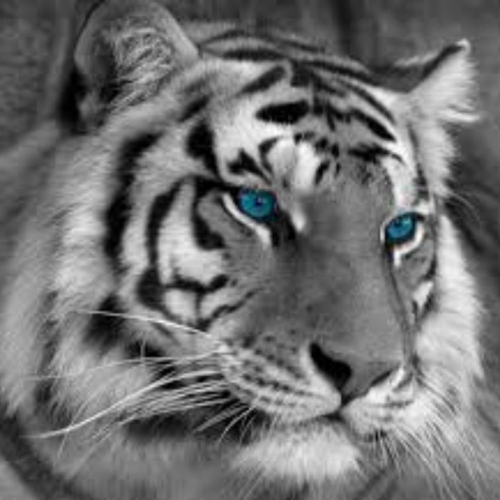 Meet your Posher, Adewole